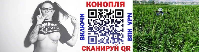 Конопля сатива Сокол